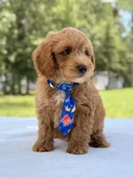 Theodore - F1b Mini Goldendoodle male , a male Miniature Goldendoodle for sale in Frostproof, FL – 8 of 10