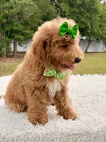 Elsa , a female Miniature Goldendoodle for sale in Frostproof, FL – 2 of 8