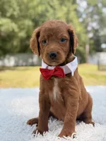 Dominic - F1b Standard , a male Goldendoodle for sale in Frostproof, FL – 3 of 8