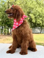 Kira , a female Goldendoodle for sale in Frostproof, FL – 8 of 8