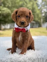 Dominic - F1b Standard , a male Goldendoodle for sale in Frostproof, FL – 2 of 8