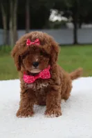 Fifi - Micro / Toy , a female Miniature Goldendoodle for sale in Frostproof, FL – 4 of 8