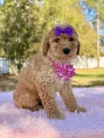 Alessia , a female Miniature Goldendoodle for sale in Frostproof, FL – Photo 7 of 8