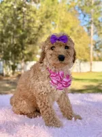 Alessia , a female Miniature Goldendoodle for sale in Frostproof, FL – Photo 1 of 8