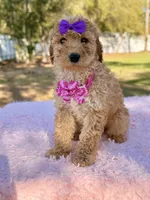 Alessia , a female Miniature Goldendoodle for sale in Frostproof, FL – Photo 4 of 8