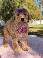 Alessia , a female Miniature Goldendoodle for sale in Frostproof, FL – Photo 8 of 8