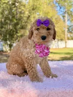 Alessia , a female Miniature Goldendoodle for sale in Frostproof, FL – Photo 3 of 8