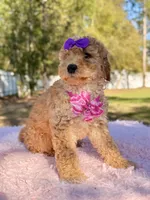 Alessia , a female Miniature Goldendoodle for sale in Frostproof, FL – Photo 2 of 8