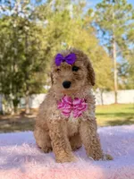 Alessia , a female Miniature Goldendoodle for sale in Frostproof, FL – Photo 5 of 8