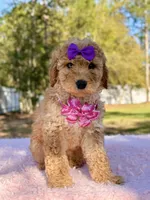 Alessia , a female Miniature Goldendoodle for sale in Frostproof, FL – Photo 6 of 8