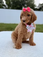 Jade - F1b Standard Goldendoodle , a female Goldendoodle for sale in Frostproof, FL – 4 of 8