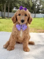 Joy , a female Goldendoodle for sale in Frostproof, FL – 8 of 10