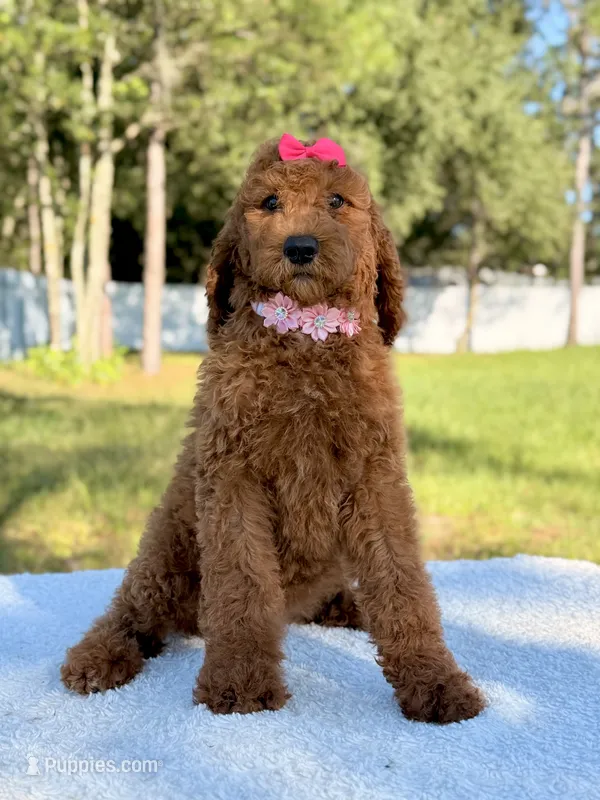 Electra - F1b Standard Goldendoodle  – Goldendoodle puppy for sale in Frostproof, FL