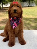 Valentina , a female Goldendoodle for sale in Frostproof, FL – 10 of 10