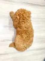 Colby - F1bb Mini Goldendoodle , a male Miniature Goldendoodle for sale in Frostproof, FL – 4 of 5
