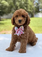 Tinker - F1b Mini Goldendoodle Female , a female Miniature Goldendoodle for sale in Frostproof, FL – 2 of 10