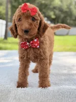 Jamie , a female Goldendoodle for sale in Frostproof, FL – 6 of 10