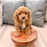 Candy - F1bb Mini Goldendoodle , a female Miniature Goldendoodle for sale in Frostproof, FL – 4 of 5