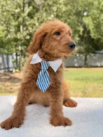 Arthur , a male Miniature Goldendoodle for sale in Frostproof, FL – 6 of 10