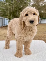 Xavier - F1 Standard , a male Goldendoodle for sale in Frostproof, FL – Photo 4 of 9