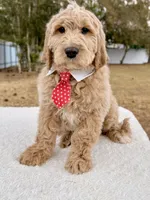Xavier - F1 Standard , a male Goldendoodle for sale in Frostproof, FL – Photo 6 of 9