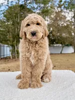 Xavier - F1 Standard , a male Goldendoodle for sale in Frostproof, FL – Photo 9 of 9