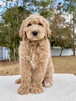 Xavier - F1 Standard , a male Goldendoodle for sale in Frostproof, FL – Photo 1 of 9