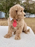 Xavier - F1 Standard , a male Goldendoodle for sale in Frostproof, FL – Photo 8 of 9