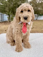 Xavier - F1 Standard , a male Goldendoodle for sale in Frostproof, FL – Photo 3 of 9