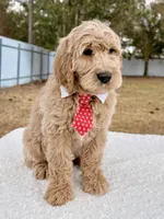 Xavier - F1 Standard , a male Goldendoodle for sale in Frostproof, FL – Photo 7 of 9
