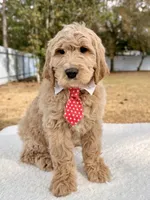 Xavier - F1 Standard , a male Goldendoodle for sale in Frostproof, FL – Photo 2 of 9