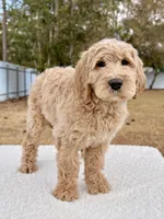 Xavier - F1 Standard , a male Goldendoodle for sale in Frostproof, FL – Photo 5 of 9