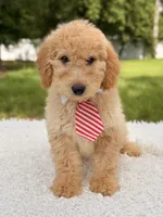 Mathew , a male Miniature Goldendoodle for sale in Frostproof, FL – 8 of 8