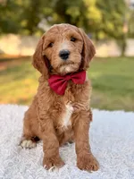 Charlie - Medium , a male Goldendoodle for sale in Frostproof, FL – 5 of 8