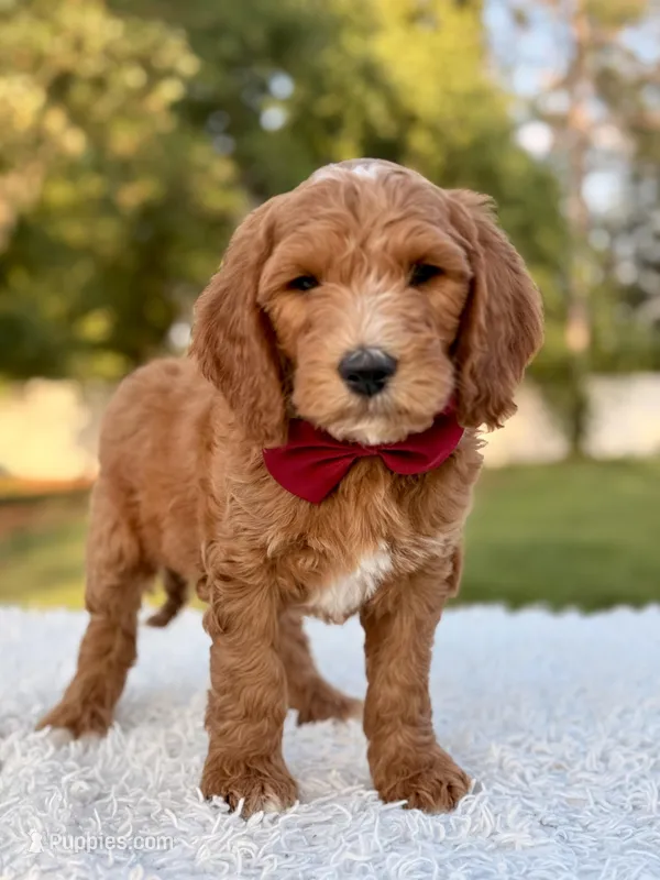 Charlie - Medium  – Goldendoodle puppy for sale in Frostproof, FL