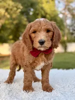 Charlie - Medium , a male Goldendoodle for sale in Frostproof, FL – 1 of 8