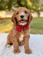 Charlie - Medium , a male Goldendoodle for sale in Frostproof, FL – 6 of 8