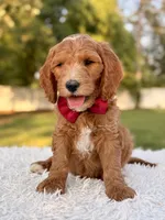 Charlie - Medium , a male Goldendoodle for sale in Frostproof, FL – 4 of 8