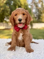 Charlie - Medium , a male Goldendoodle for sale in Frostproof, FL – 3 of 8