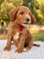Charlie - Medium , a male Goldendoodle for sale in Frostproof, FL – 7 of 8