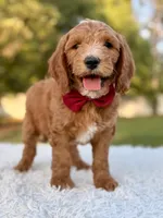 Charlie - Medium , a male Goldendoodle for sale in Frostproof, FL – 2 of 8