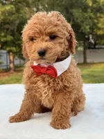 Mickey F1b - Micro / Toy, a male Miniature Goldendoodle for sale in Frostproof, FL – 5 of 8
