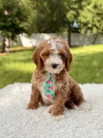 Armani , a male Cavapoo for sale in Frostproof, FL – 3 of 10