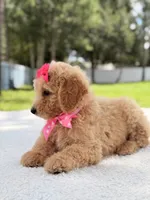Jasmine - F1b Standard Goldendoodle , a female Goldendoodle for sale in Frostproof, FL – 3 of 10