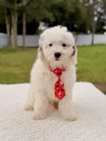 Copito , a male Cavapoo for sale in Frostproof, FL – 7 of 9