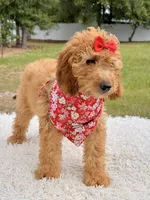 Cassie , a female Miniature Goldendoodle for sale in Frostproof, FL – 7 of 10