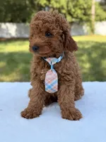 Timón - Mini F1bb, a male Miniature Goldendoodle for sale in Frostproof, FL – 8 of 9