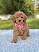 Amber , a female Cavapoo for sale in Frostproof, FL – 4 of 10