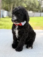 Snow - Standard Goodendoodle, a male Goldendoodle for sale in Frostproof, FL – 2 of 10