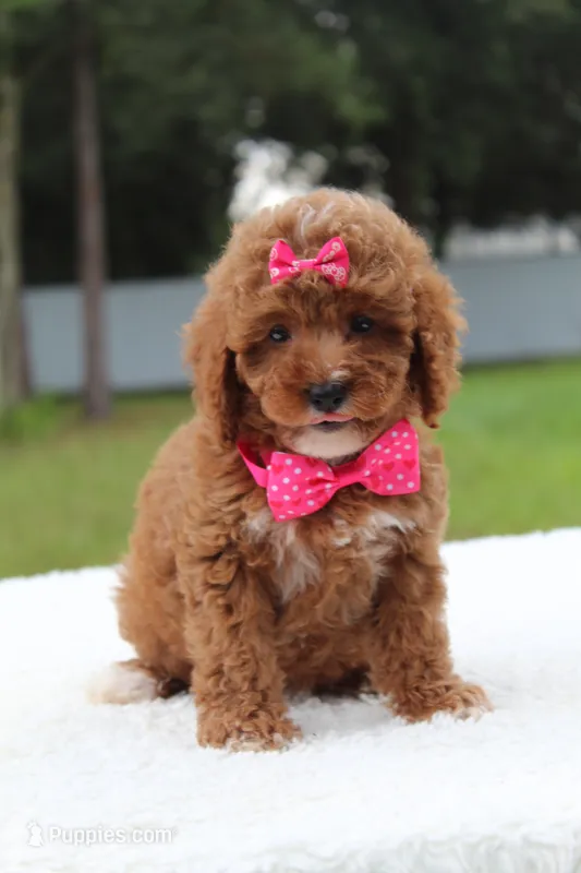 Fifi - Micro / Toy  – Miniature Goldendoodle puppy for sale in Frostproof, FL